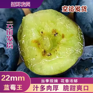 正宗云南花香蓝莓新鲜水果当季 蓝莓鲜果现摘高山大整箱 空运发货