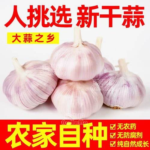 金乡紫皮大蒜种新干货正宗山东紫白皮大蒜头YLS