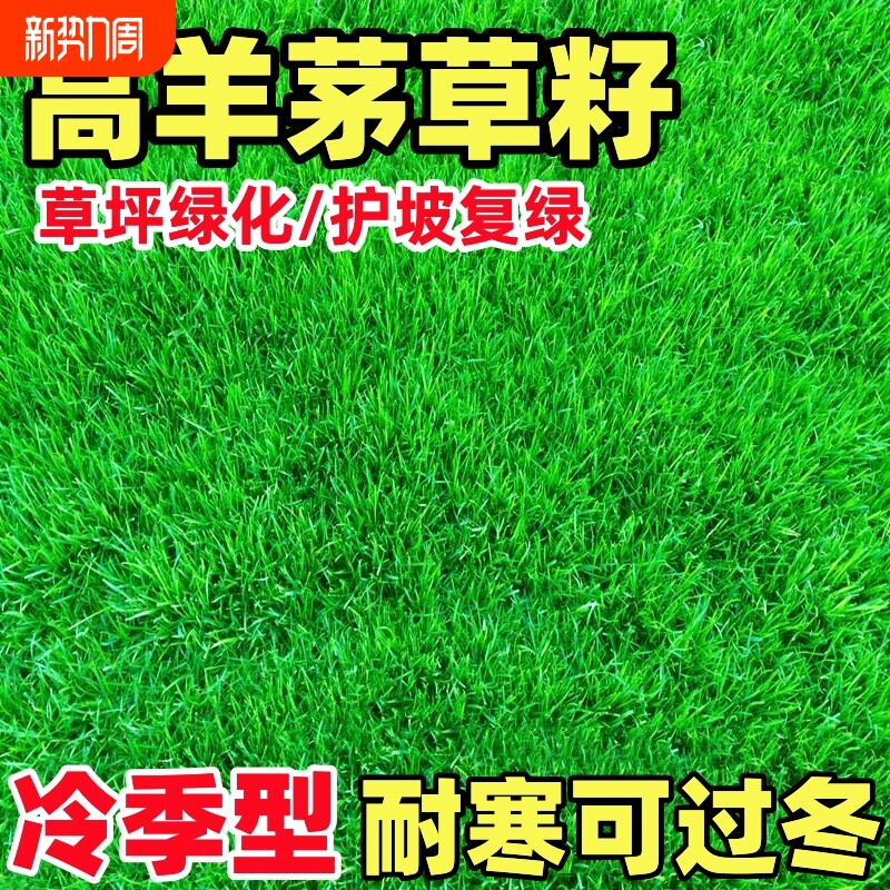 高羊茅草籽耐寒草坪四季常青护坡工程绿化黑麦草早熟禾耐践踏种子