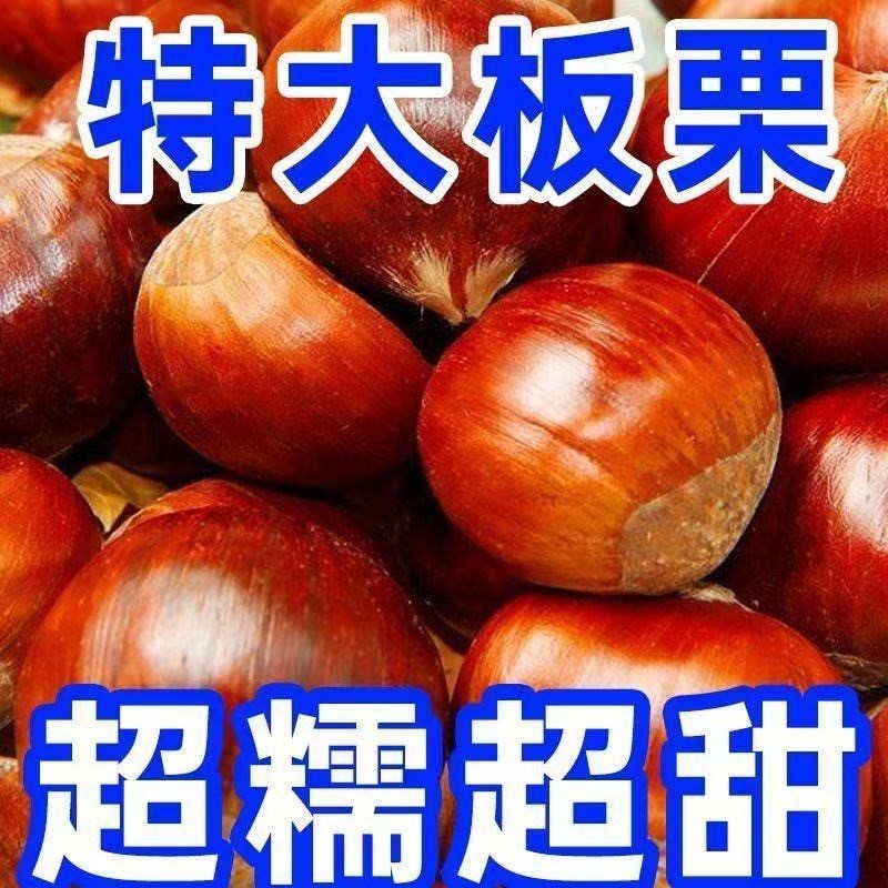 辽宁农家新鲜生现摘丹东板栗栗子锥油栗仁蔬罗田大板栗鲜板栗双11
