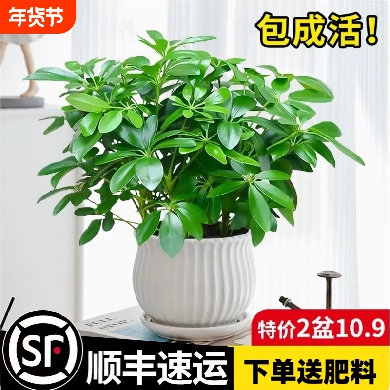 精选四季常青八方来财鸭脚木室内阳台桌面绿植盆栽花卉发财树招财,鲜花速递/花卉仿真/绿植园艺,绿植,淘宝优惠券,粉丝福利购,淘宝优惠卷