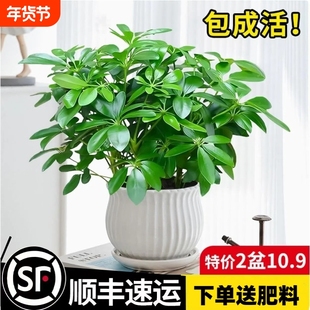 精选四季常青八方来财鸭脚木室内阳台桌面绿植盆栽花卉发财树招财