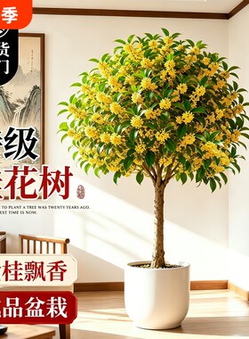 桂花树苗四季桂盆栽浓香客厅室内花卉绿植高级感盆景老桩好养开花