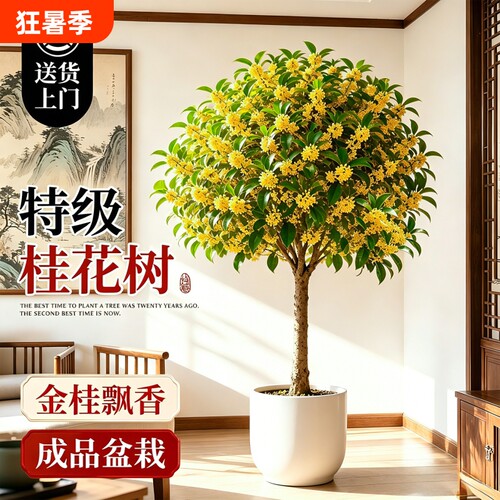 桂花树苗四季桂盆栽浓香客厅室内花卉绿植高级感盆景老桩好养开花