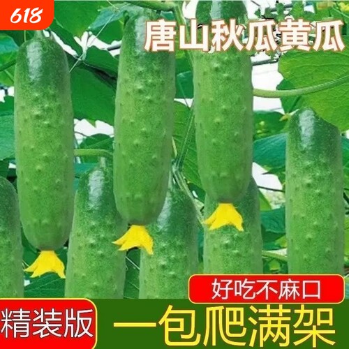 春季秋季唐山秋瓜种子秋黄瓜高产水果黄瓜易播种蔬菜种子