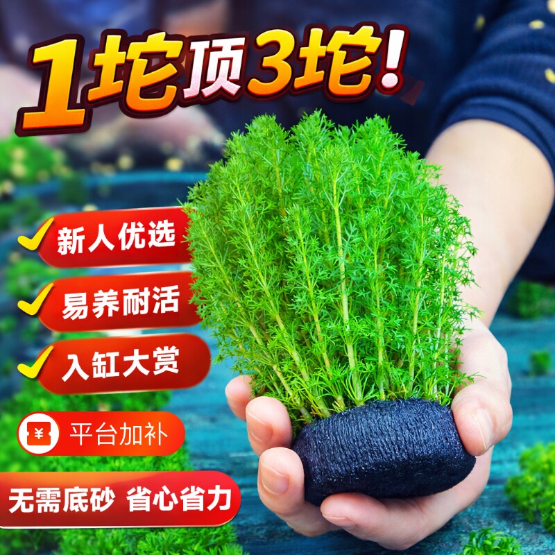 绿菊水草大坨鱼缸造景阴性水族箱蜈蚣草大小坨小宝塔养龟净水增氧