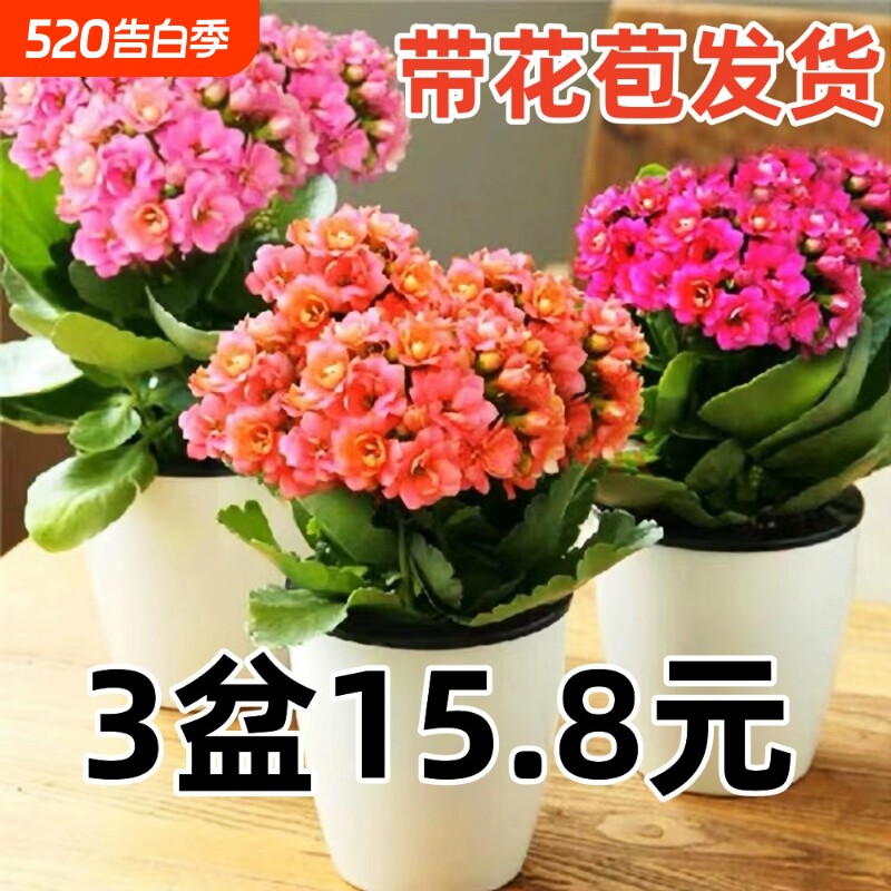 长寿花盆栽带花苞金狐狸四季开大花易活好养室内绿植花卉多肉植物