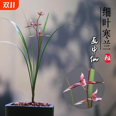 浙江细叶寒兰名贵兰花苗画中仙冬带花苞室内花卉绿植盆栽客厅品种