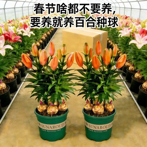 进口香水百合种球四季开花室内外阳台多头百合耐寒好养重瓣种植