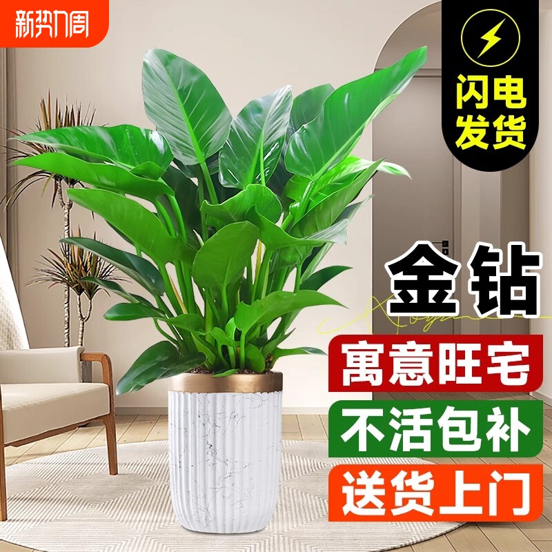 金钻盆栽绿萝箩室内植物花卉水培绿植办公室多肉净化空气去除甲醛