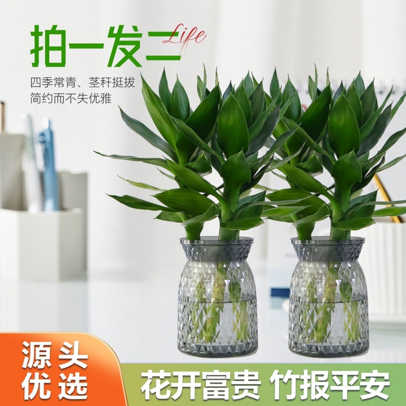 【买一送一】水培观音竹富贵竹四季常青室内水养绿植盆栽轻奢花瓶