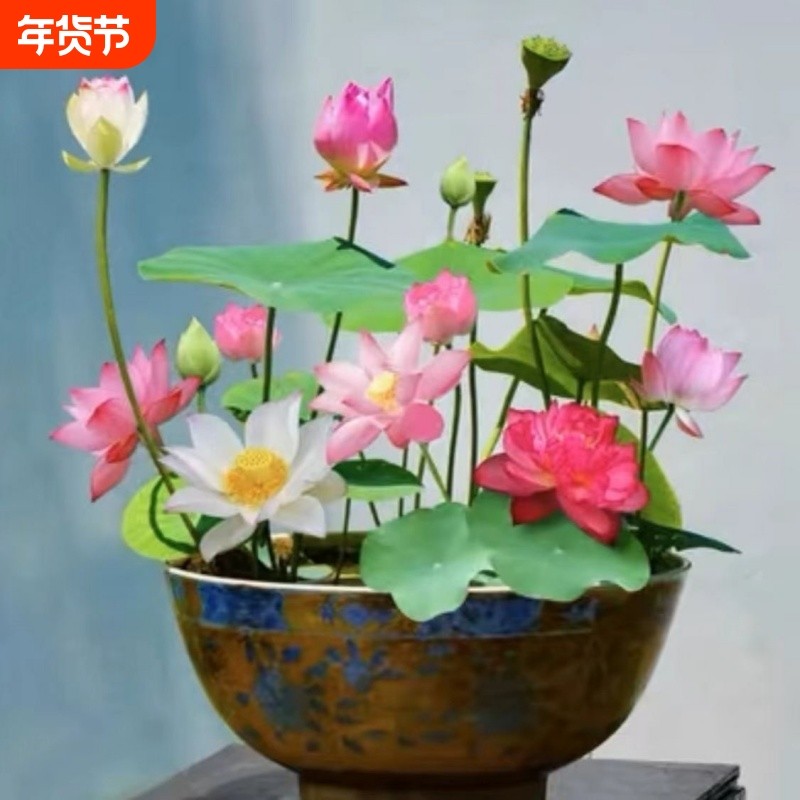 碗莲水培植物四季开花卉好养睡莲种子荷花种籽盆栽室内阳台种子,鲜花速递/花卉仿真/绿植园艺,其它园艺用品,淘宝优惠券,粉丝福利购,淘宝优惠卷