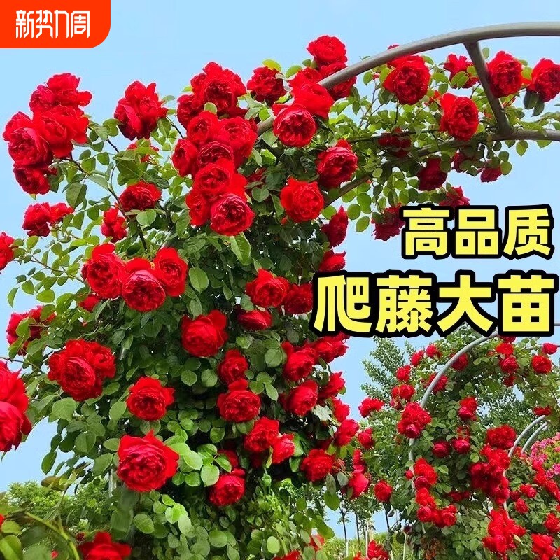 2米高蔷薇花苗藤本月季爬藤植物阳台四季开花卉盆栽庭院爬墙玫瑰