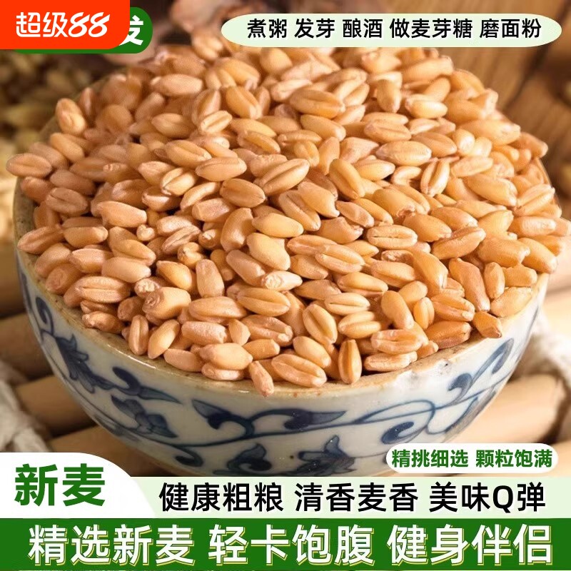 小麦粒食用可发芽做麦芽糖杂粮猫草种子米带皮仁胚芽麦子粗粮酿酒图片