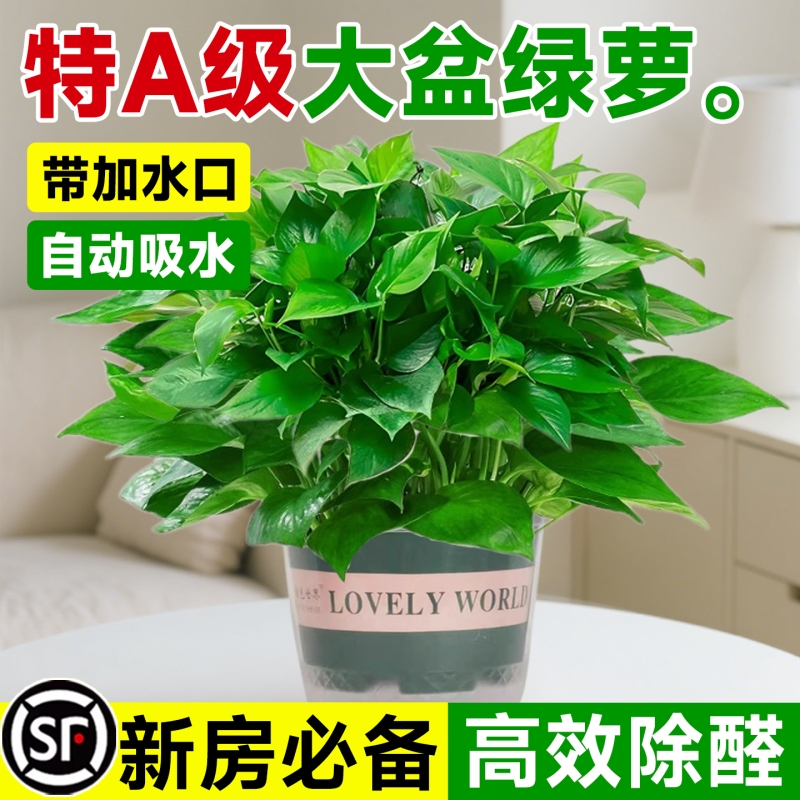 绿萝盆栽室内植物花卉绿植水培长藤垂吊大叶绿箩新房甲醛阳台桌面
