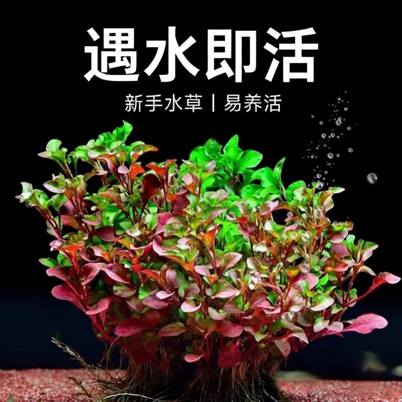 红波水草沉底植物好养鱼缸造景阴性增氧水培植物浮萍定植淡水优质