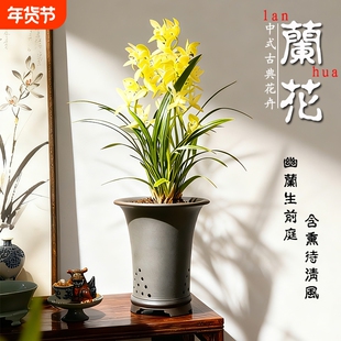 好养活建兰铁骨素心大凤素室内高雅花卉四季兰花苗客厅名贵品种