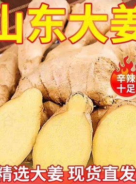 现挖山东生姜自种老姜碎姜山东大姜新鲜黄姜干姜姜块农家自种