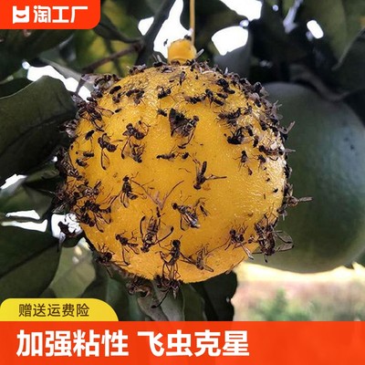 粘虫球果实蝇贴诱蝇球针蜂马蜂色引诱剂果蝇诱捕器双面黄板纸捕捉