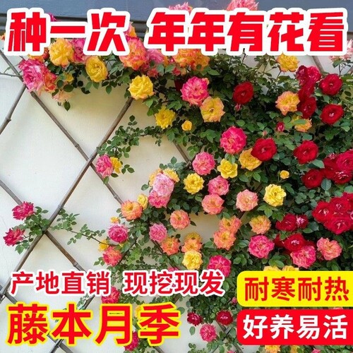 藤本月季老桩蔷薇花四季开花爬墙植耐寒物庭院盆栽阳台客厅耐热