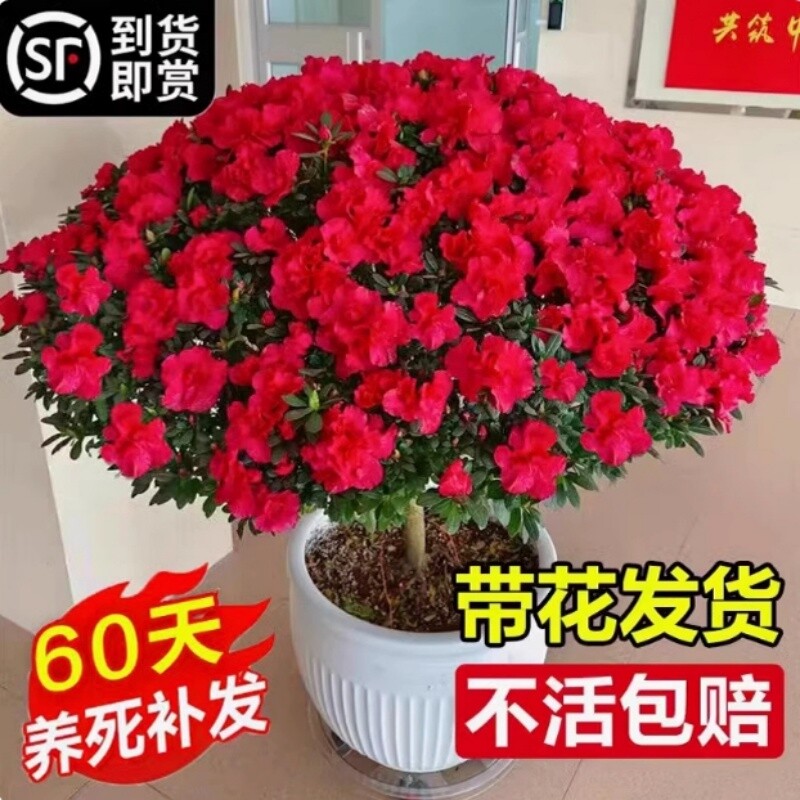 杜鹃花盆栽带花货室内阳台花卉60天养死多年生摆放办公桌耐阴卧室