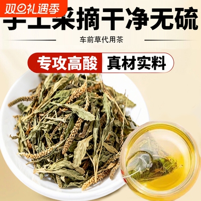 专攻高酸茶人手采摘车前草
