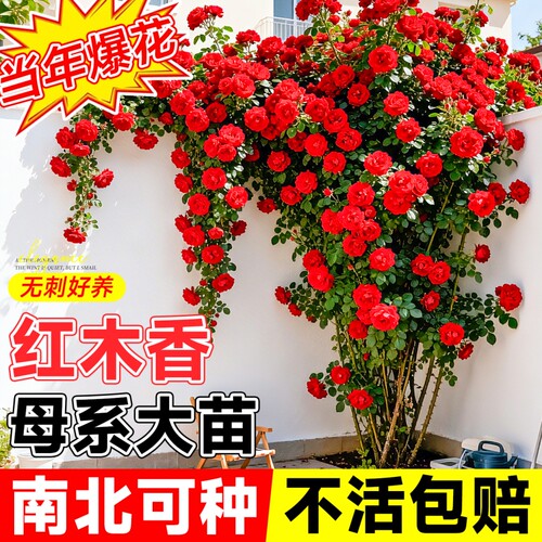 红木香大花苗四季开花耐寒好养