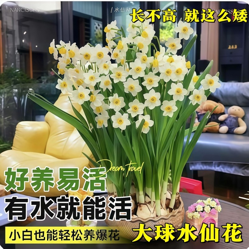 漳州水仙花种球种子盆栽水养花卉球种室内冬季水培植物花球带花苞