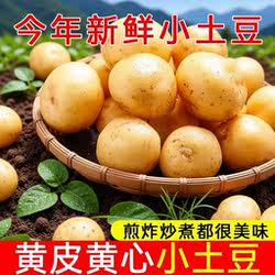 贵州毕节农家黄心小土豆威宁洋芋高山土豆新鲜现挖马铃薯食物黄皮