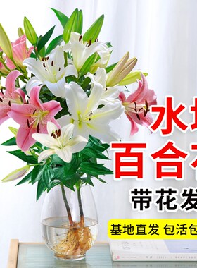 香水百合带花苞盆栽|千人加购