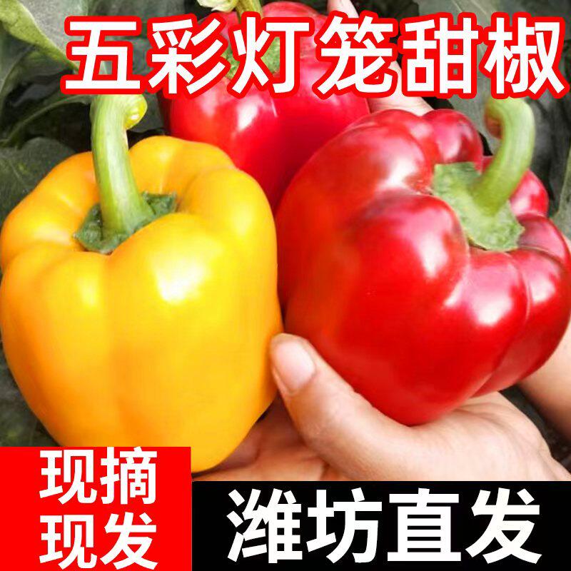 500g五彩椒生吃甜椒水果辣椒灯笼椒红彩椒黄彩椒水果椒蔬菜