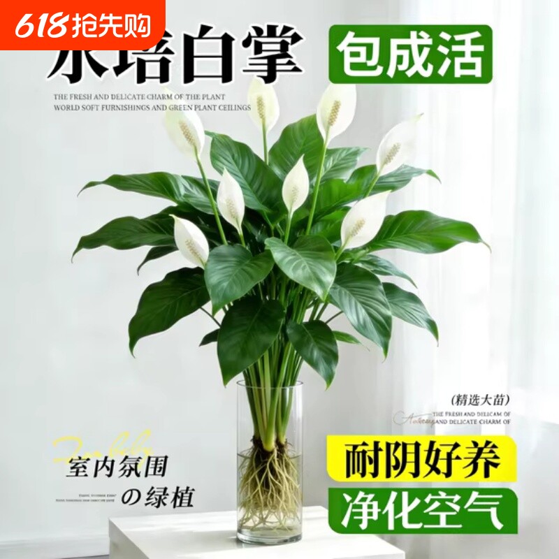 白掌一帆风顺盆栽办公室内花卉绿植客厅招财旺宅水培植物四季好养