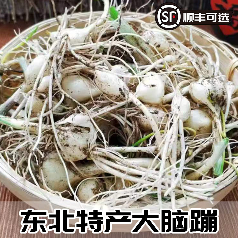 顺丰可选25年新货现挖小根蒜大脑瓜新鲜大脑蹦浸没菜山野蒜葱整箱