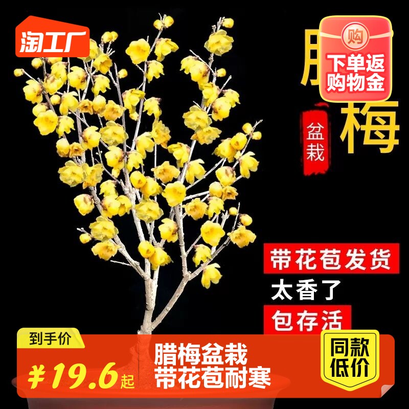 腊梅花树苗盆栽带花苞耐寒老桩盆景花卉植物室内花四季红绿梅阳台怎么看?