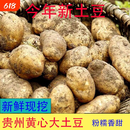 正宗高山黄心大土豆黄皮