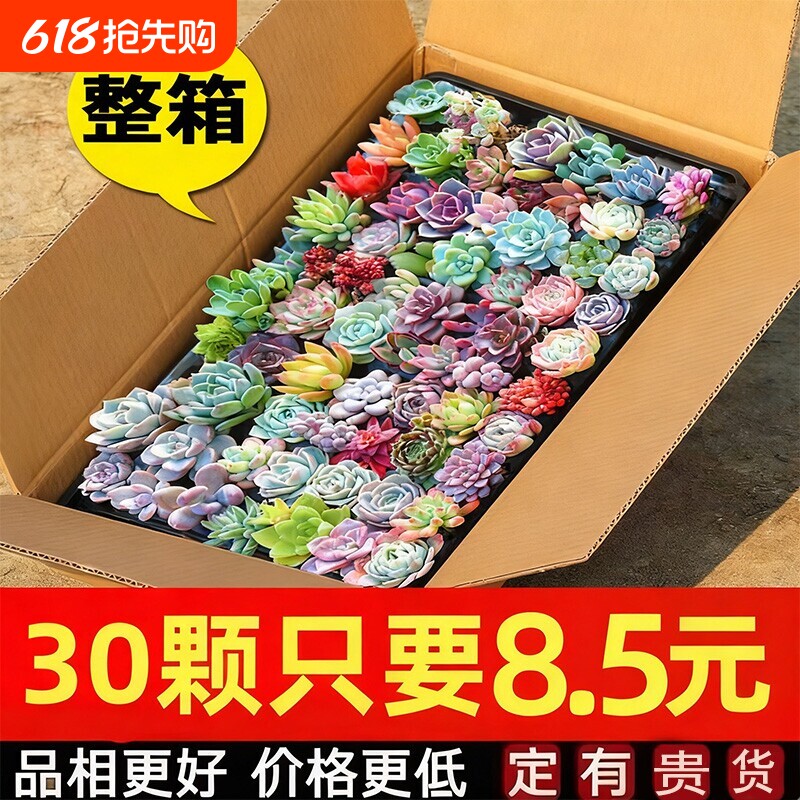 多肉植物幼儿园室内带盆组合小盆栽名贵花卉绿植
