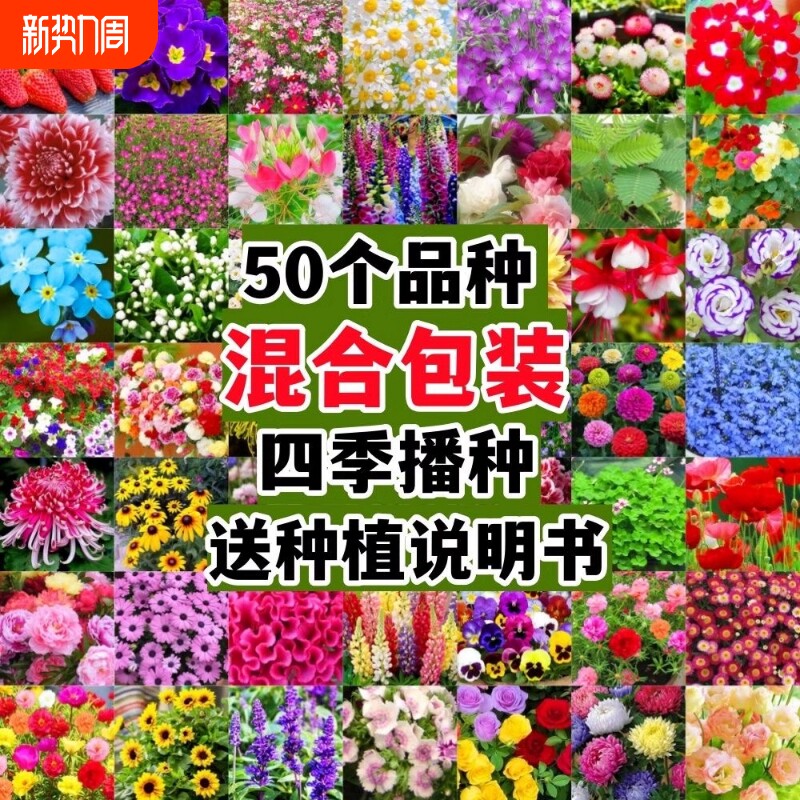 四季野花种子花种籽子小雏菊花卉百日草太阳花向日葵种孑重瓣