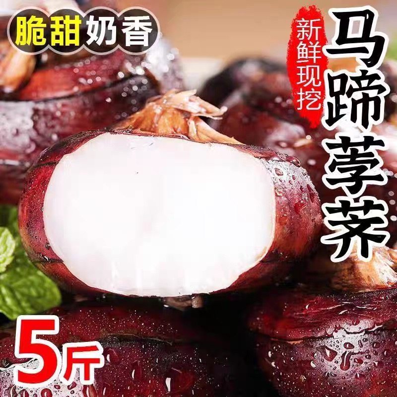 广西特产马蹄新鲜现挖荸荠包邮5斤大果脆甜无渣水果蔬菜