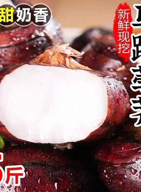 广西特产马蹄新鲜现挖荸荠包邮5斤大果脆甜无渣水果新鲜发