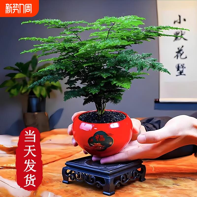 特级大盆文竹盆栽室内桌面绿植四季常青植物盆景净化客厅好养花卉