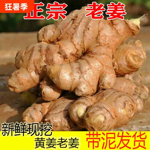 生姜老姜大黄姜特价黄姜新鲜蔬菜洗头姜小块姜理疗姜食用