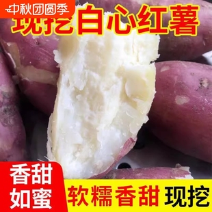 河南正宗新鲜现挖板栗薯红皮白心红薯新鲜番薯白瓤山芋白心整箱