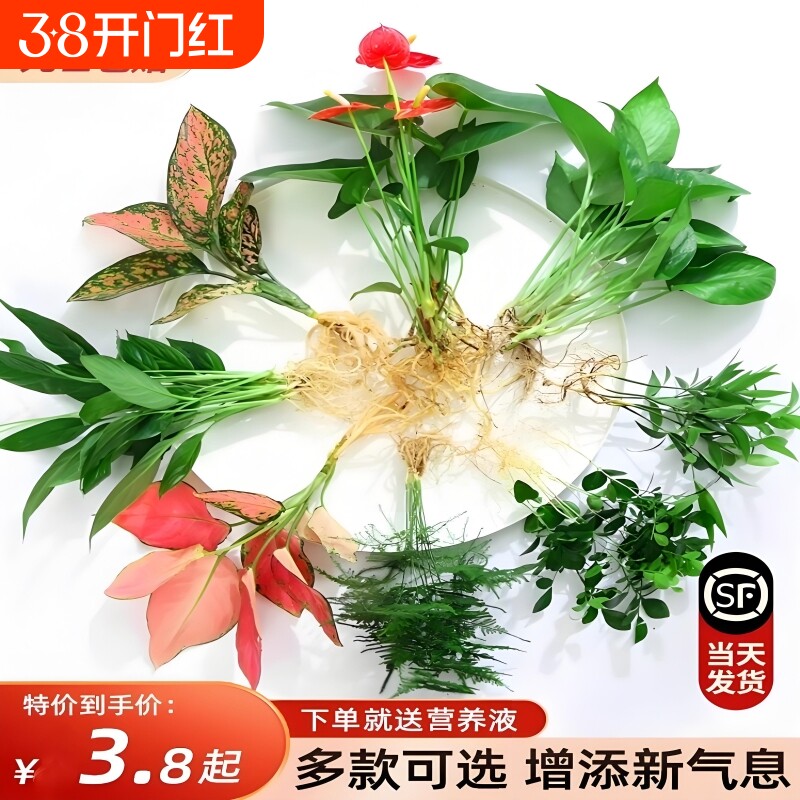 花卉盆栽水培植物室内花绿植四季水生好养活绿萝富贵文竹芋红白掌