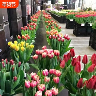 四季郁金香大种球花卉盆栽四季土水培种子风信子百合种球