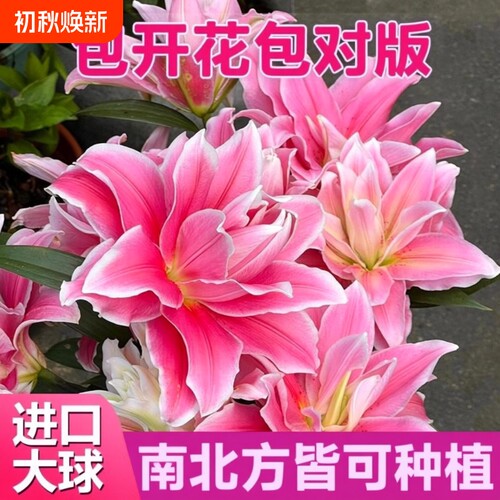 进口冰美人百合种球|千人加购