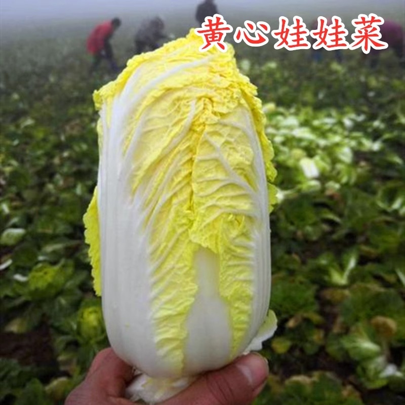 贝贝娃娃菜种子白菜籽庭院种菜阳台盆栽蔬菜四季播黄金娃娃菜种子