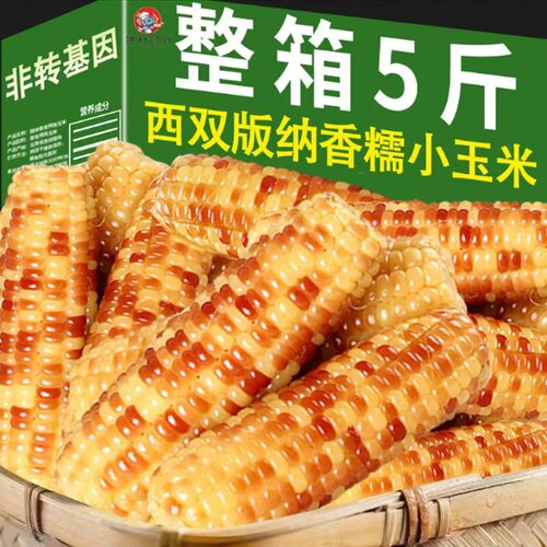 云南西双版纳香糯小花糯玉米包谷