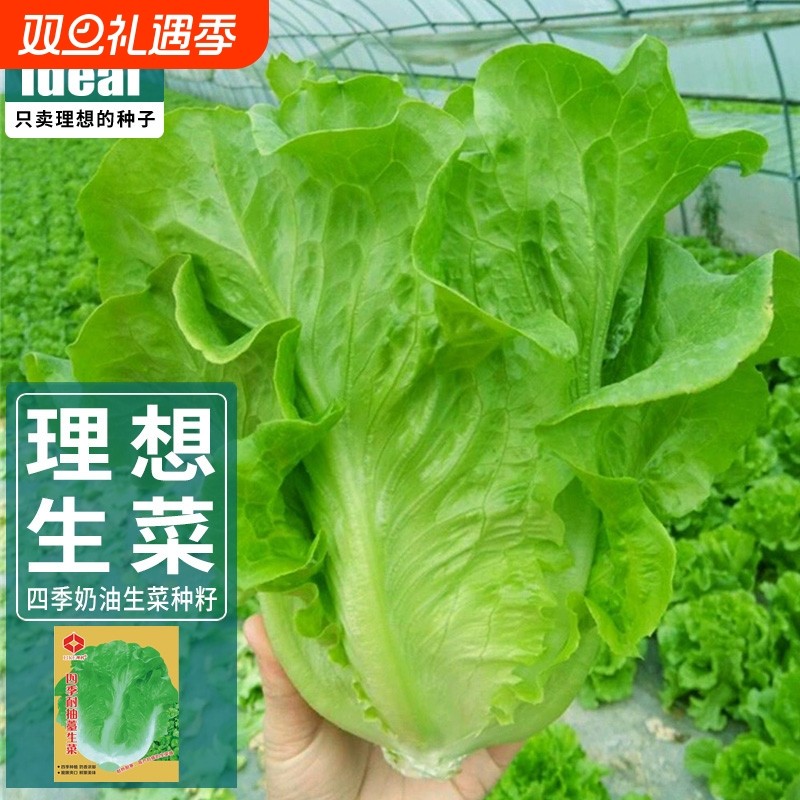 四季生菜种子意大利耐抽薹种籽耐热冬季耐寒奶油种孑蔬菜种公司