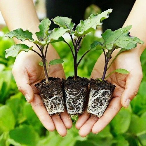 茄子秧苗带土紫长茄多季种植庭院阳台盆栽菜苗大全嫁接室外开花