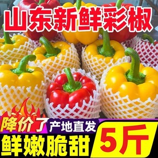 山东寿光产地特产水果彩椒新鲜生吃五彩红黄彩椒灯笼椒香甜圆辣椒